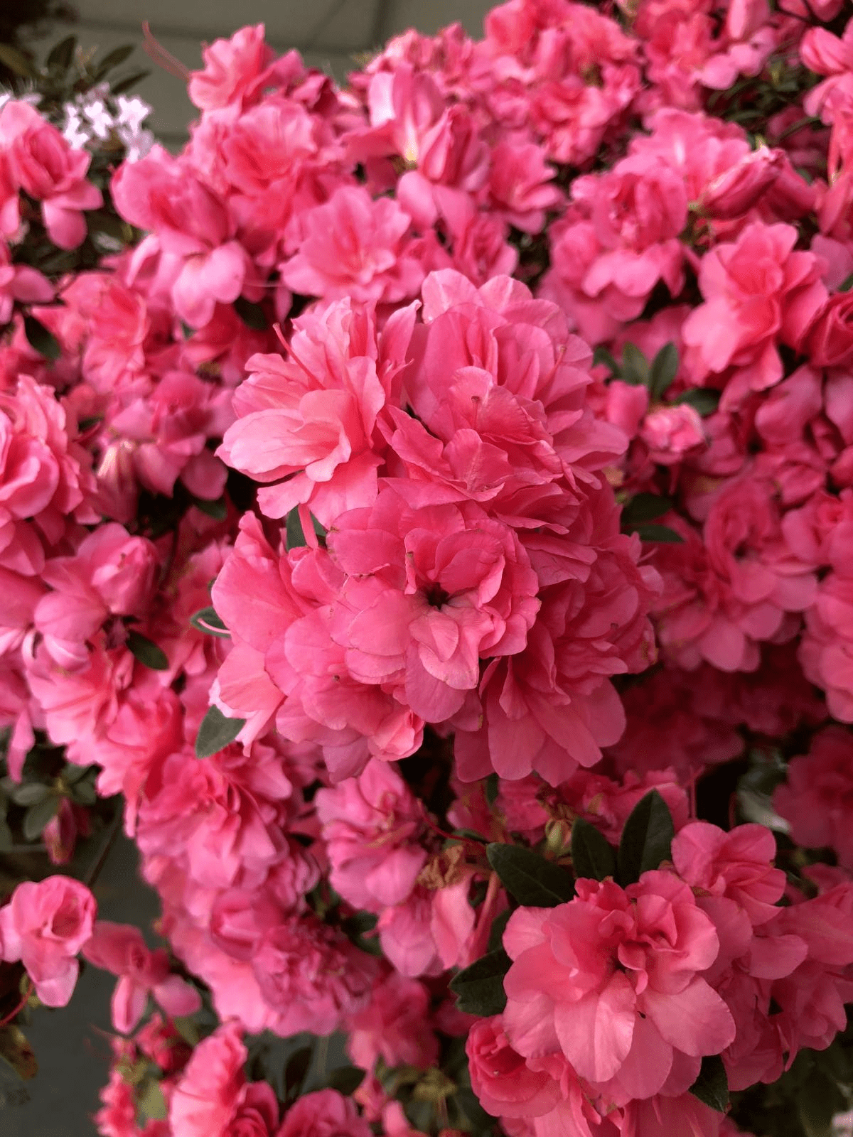 35be6abffbc84e2f954c97f01ca7b1cd.png