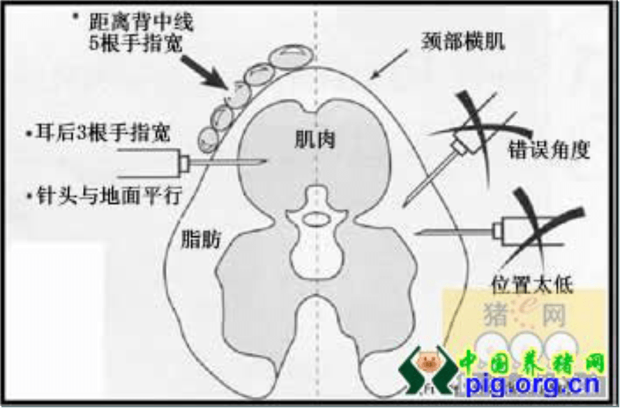 猪场针头正确的使用方法