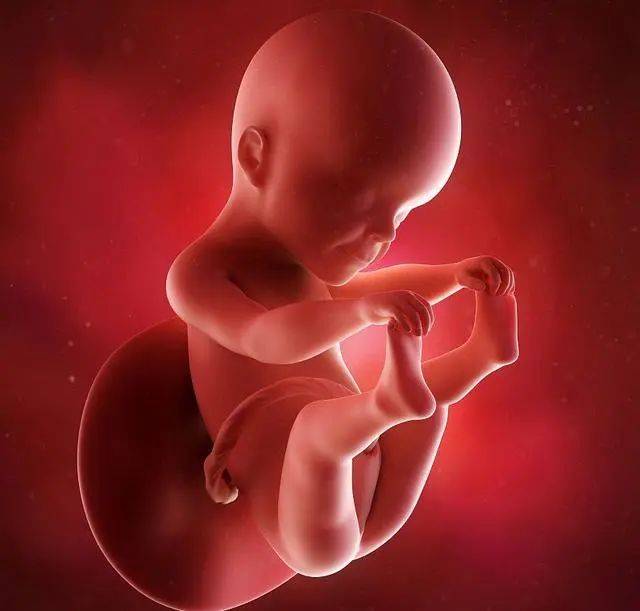 怀孕20周真实胎儿图图片
