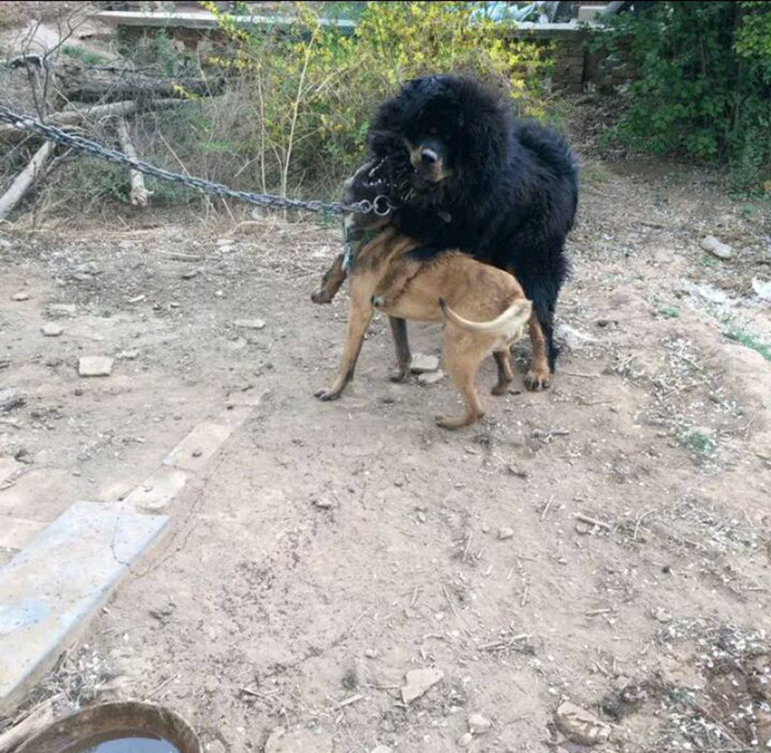 藏獒和土狗的后代图片图片