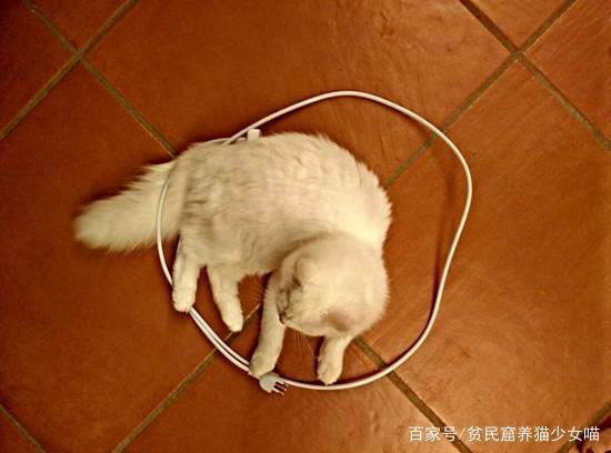征服猫咪的圆圈陷阱,难道这是什么召唤猫咪的魔法?
