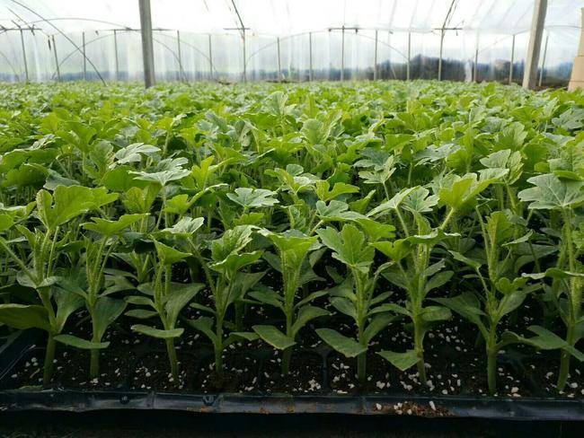 西瓜怎么种植育苗 a0710aebf9df4f34b0b603b3445c958b.jpeg