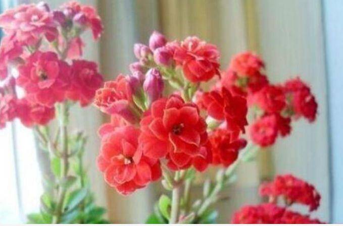 现在种什么花开的时间长好看 c908a811ada84a7fa60f345453394d80.jpeg