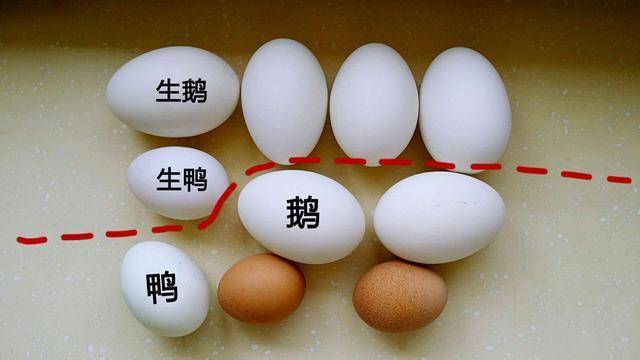 怎么吃鹅蛋下奶