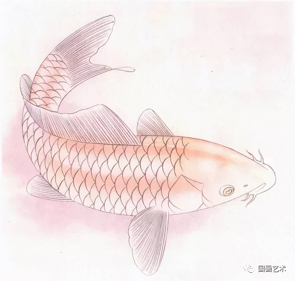 图文教程工笔鲤鱼金鱼着染步骤