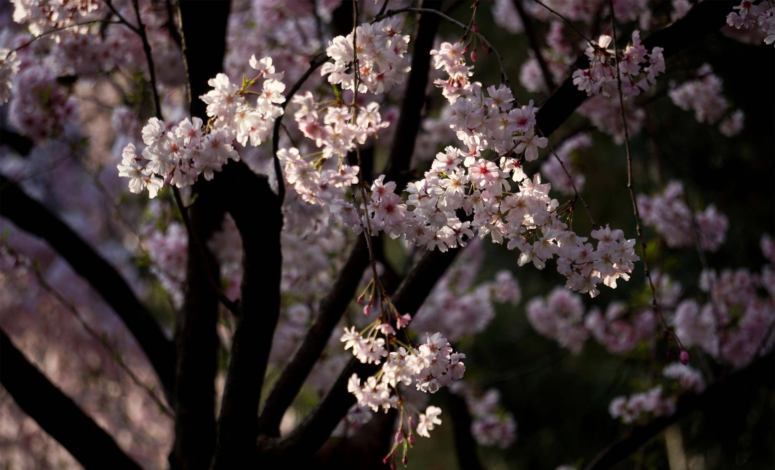 西安最美赏花景点地位高是日本人的圣寺清明长假免费打卡