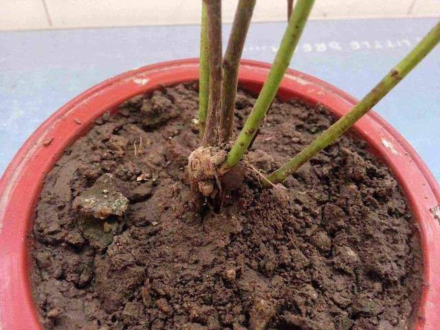 綠植盆栽土壤板結怎麼辦?注意這幾點就好了