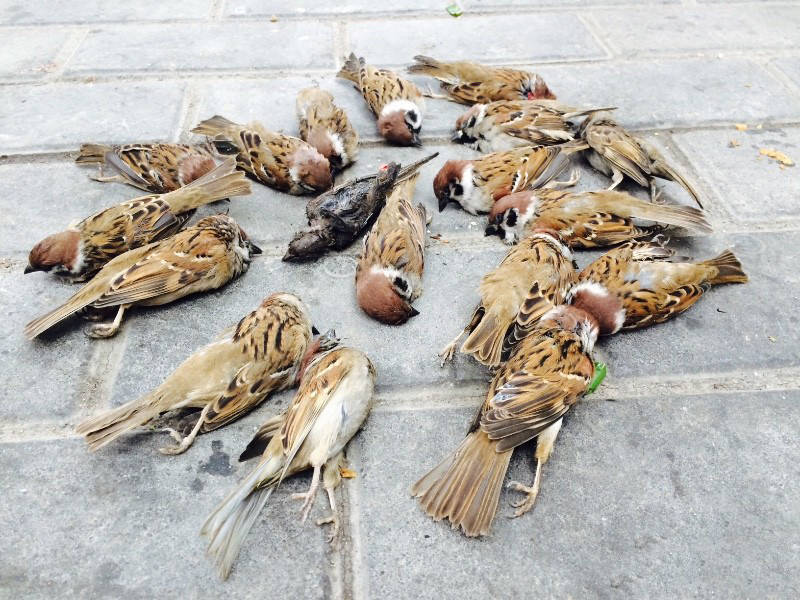 猎奇:麻雀越来越少,它能活多久?为何人类很难看到麻雀的尸体?_鸟类