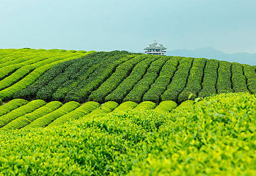 湄潭县青山绿水间的生态茶乡,茶叶成了县域经济的顶梁柱