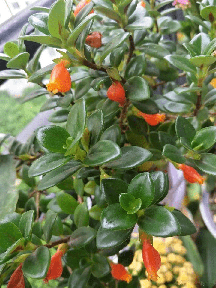 年宵花选金鱼吊兰 做好这3件事 小金鱼 挂满枝头 养护