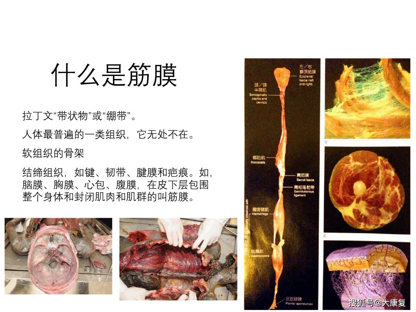 肌筋膜手法康復課程課件