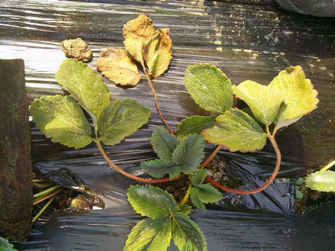 草莓青枯病发病快发生重识别症状是基础综合防治才有效