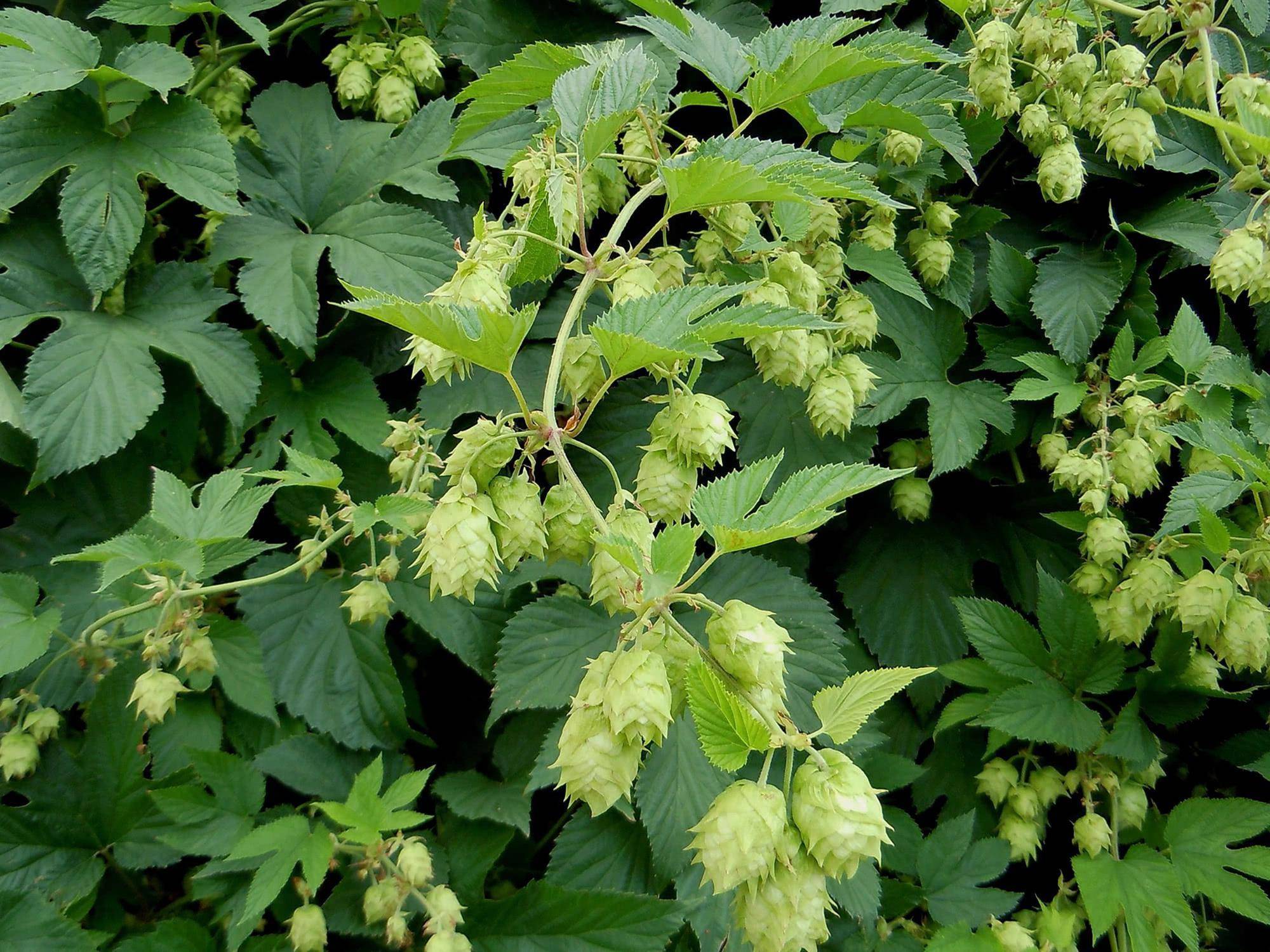 绞杀植物不费劲满身倒刺遇人伤人逢物必缠厉害