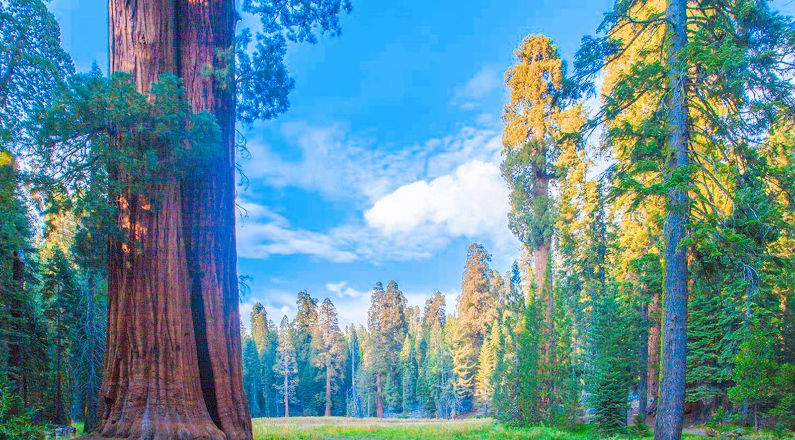 堪比“抽水机”的树，高达156米，每年从地面吸水175吨