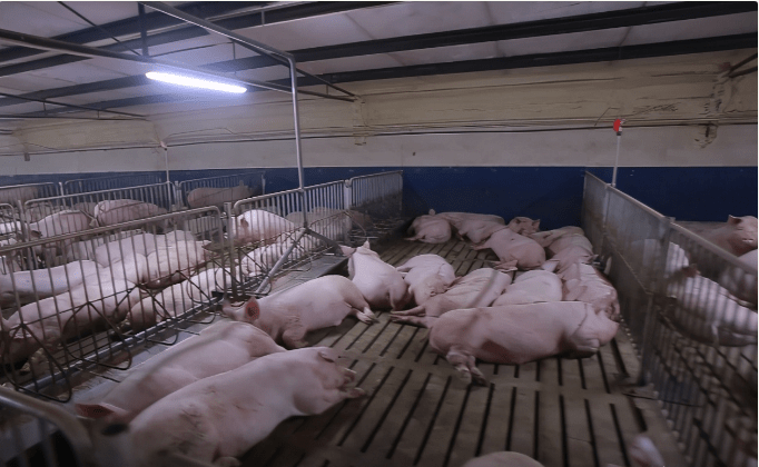 为什么国外养猪技术好成本低和我们有什么区别吗