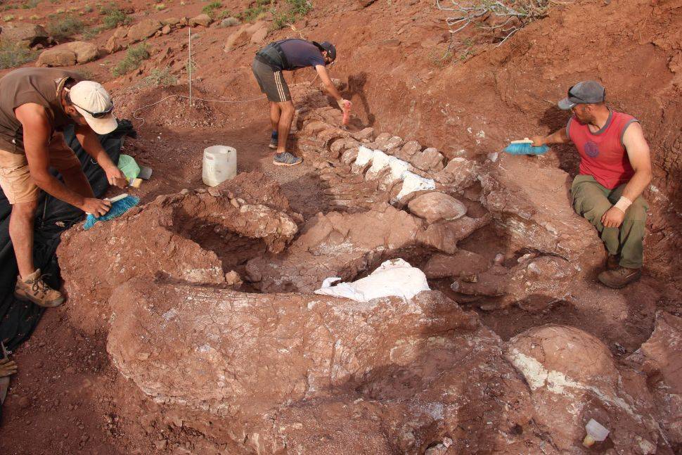 (图片说明:研究人员正在阿根廷内乌肯省的发掘现场整理这只恐龙的化石