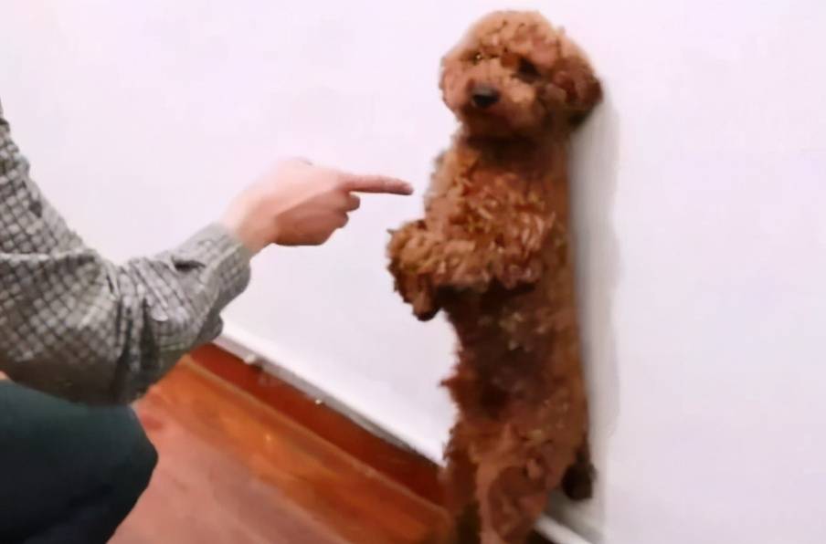 用这几种方式"惩罚"泰迪,很管用