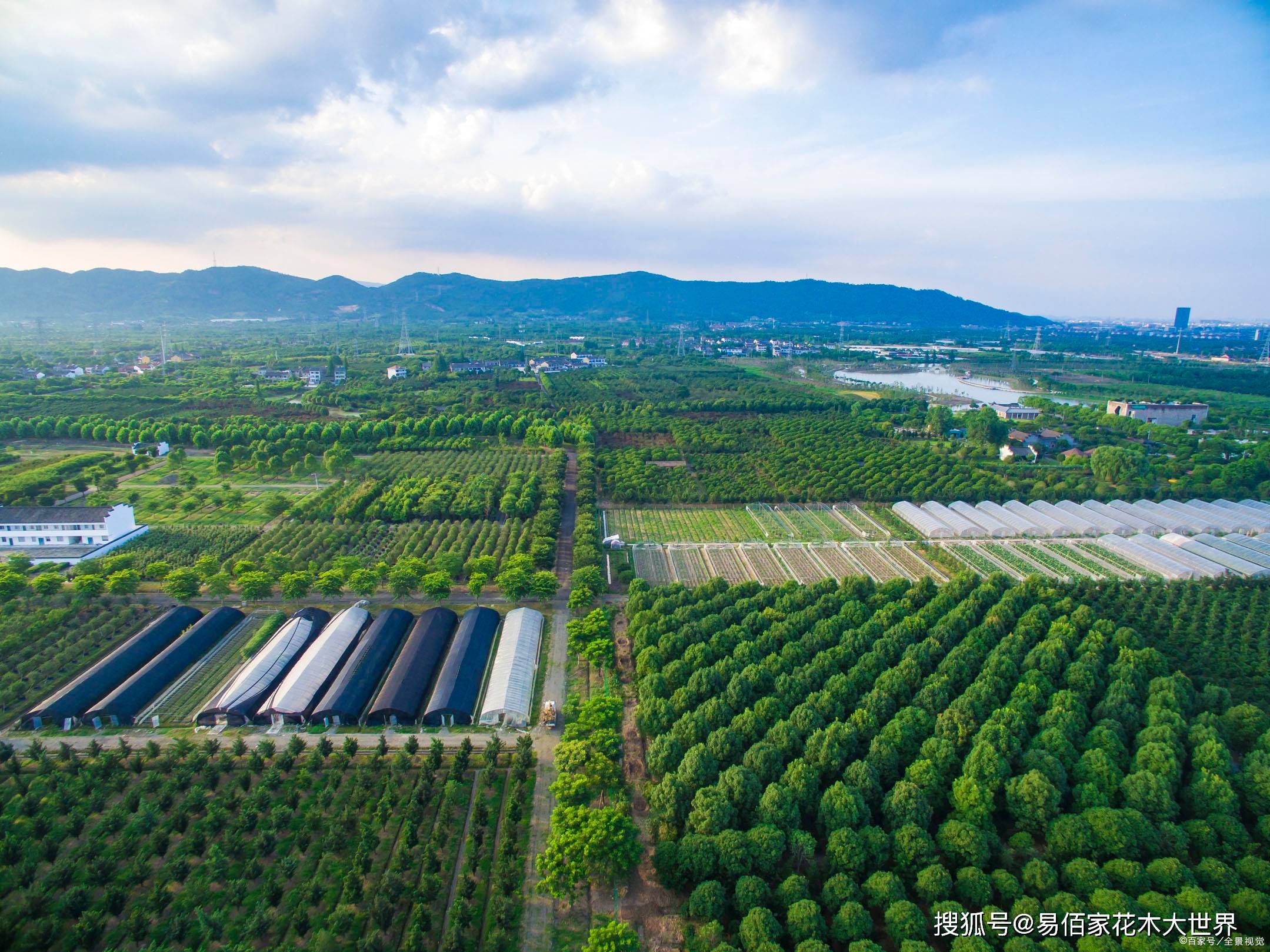 深圳最大的苗圃基地图片