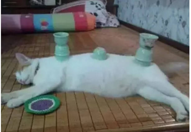 主人百般蹂躪虐待，高冷貓咪都無動於衷，背後真相讓人笑瘋 萌趣萌寵 第3张