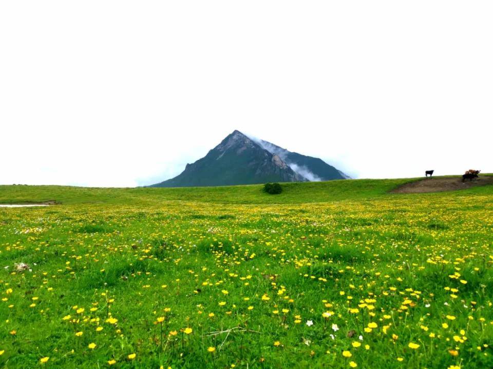 阿坝州又挖到一处小众梦幻地！壮阔云瀑、无垠花海……却至今无人识！