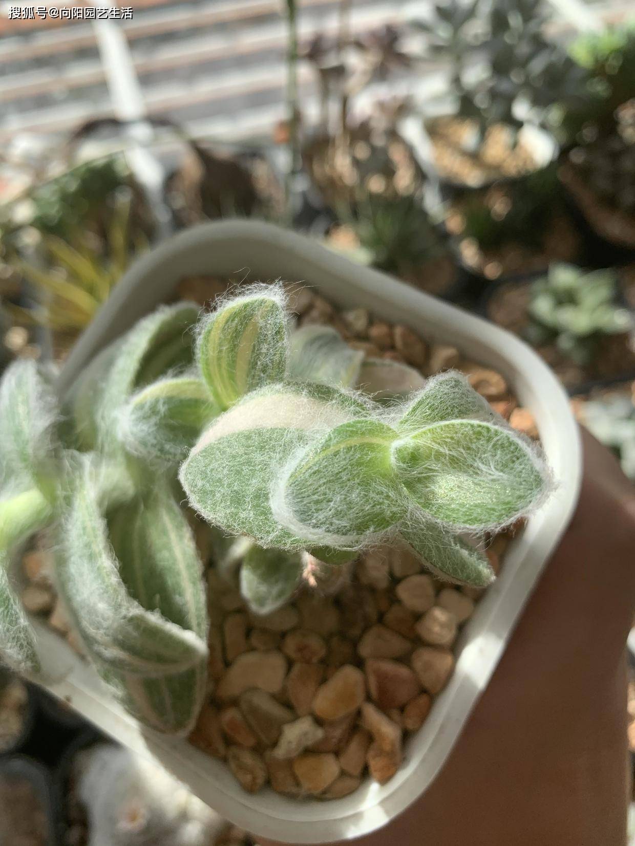 一见钟情的雪姬锦,叶子长毛毛,秒杀油画婚礼,赶紧入手一棵_植物