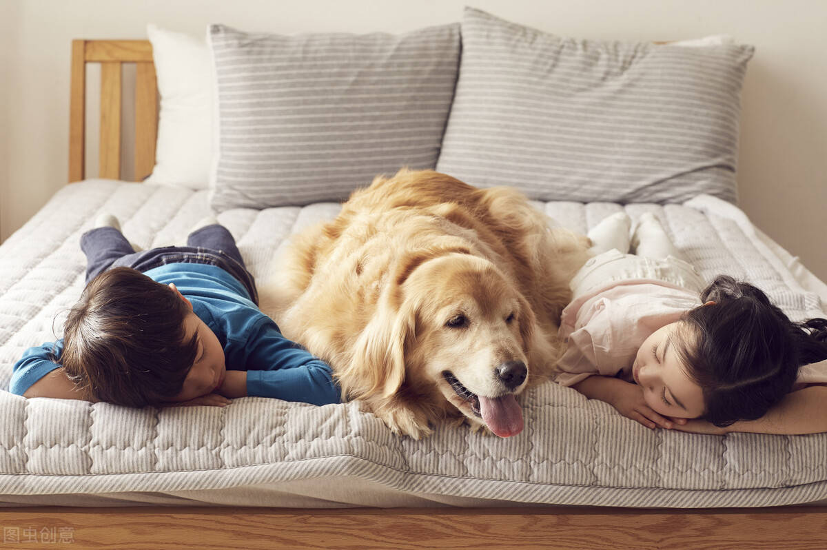 狗狗毛发变黄怎么办 717880171fb645148f96c284d70f115c.jpeg