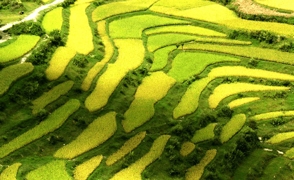 泓森槐荒漠化石漠化治理花蓼幫助新發村摘窮帽