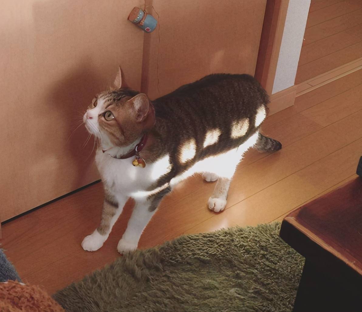 图片[3]-日本网友吐槽自家猫像银魂的定春，之前还有人吐槽像JOJO的呢-魔性次元