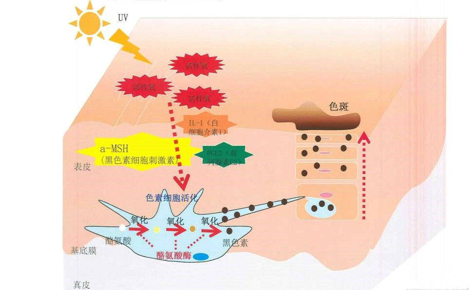 我们皮肤中都是有黑色素细胞的,细胞里面有一种酶叫做酪氨酸酶,当肌肤