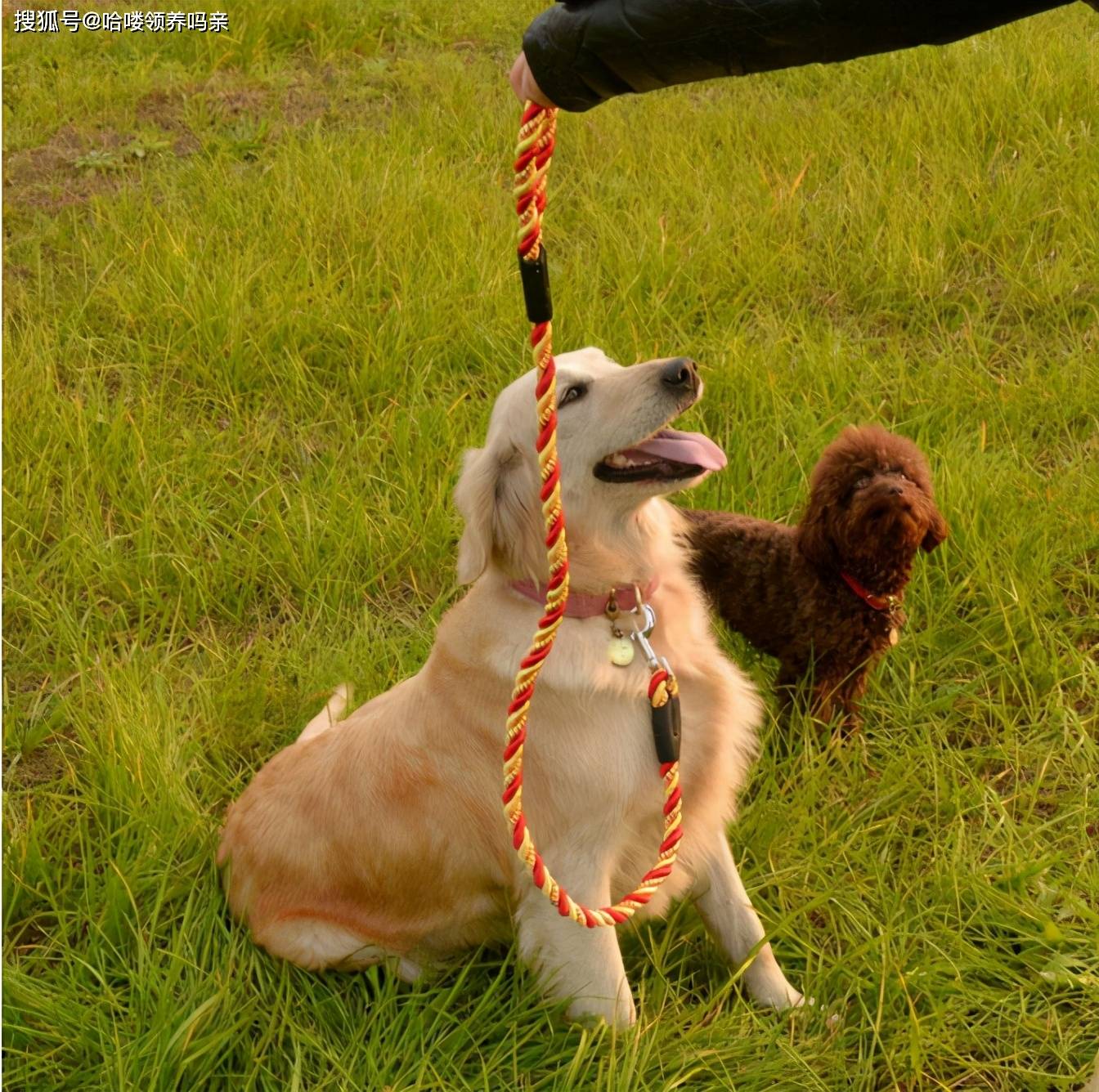 你遛狗好好牵着狗绳偏偏路人来逗狗他受惊吓后指责你该怎么办