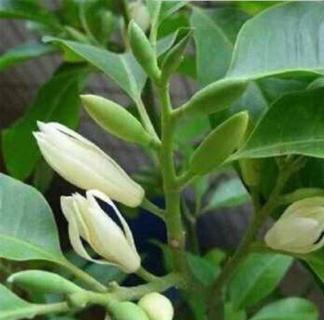 3种花适合新手养 不用费心 满树都是花朵 漂亮极了 开花