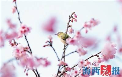 盘点厦门赏梅好去处：梅花开似雪 暗香引客来