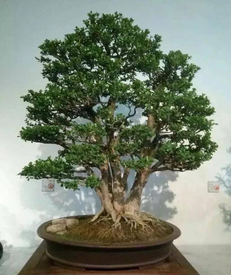 赏木中君子黄杨盆景