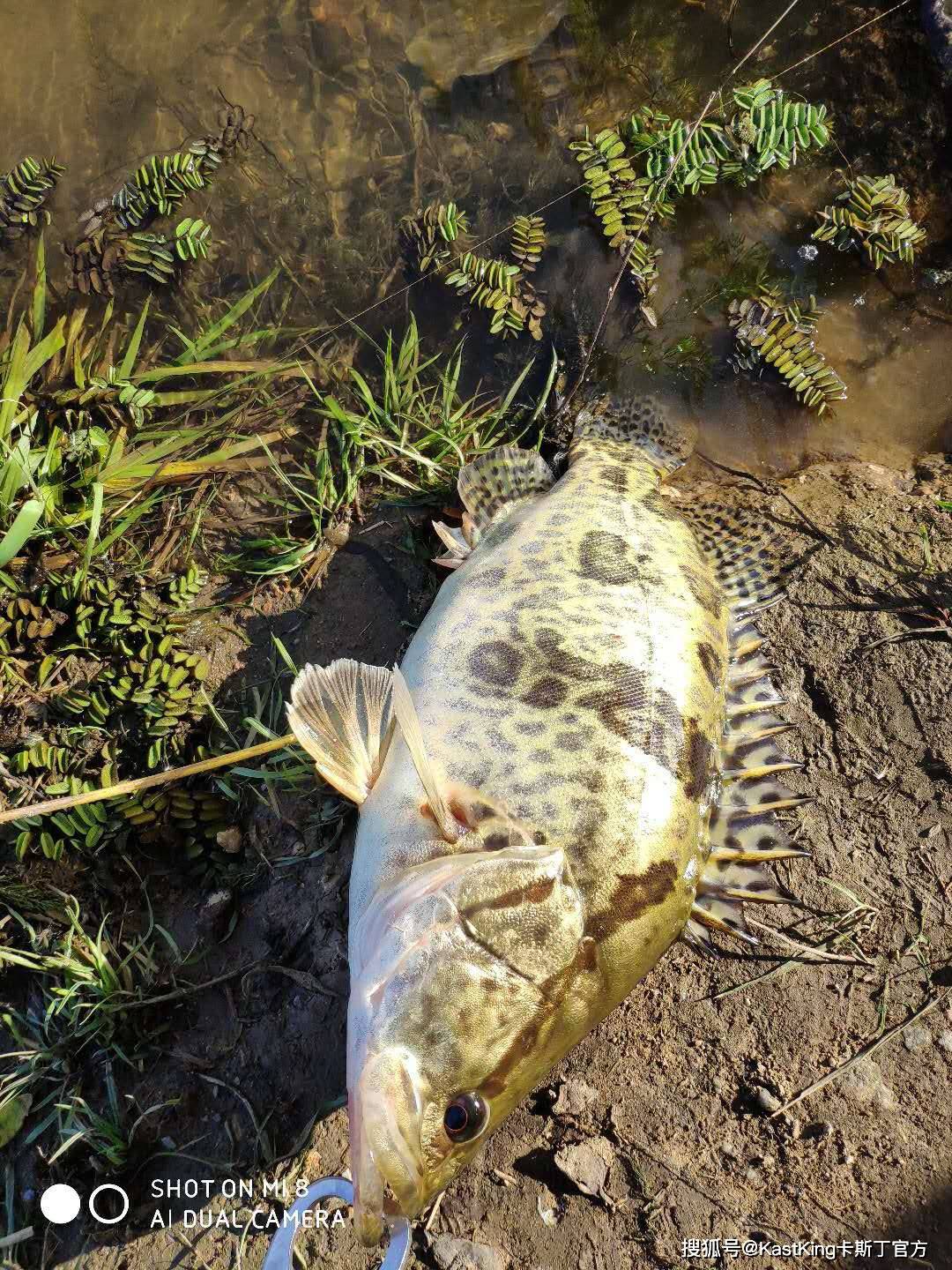 可很多釣友卻對如何路亞鱖魚有著迷茫又陌生,我們來聊一聊讓釣友迷惑