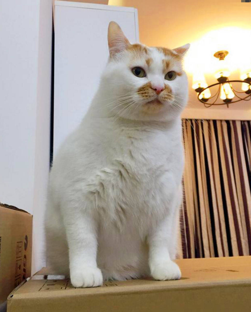 买了只小鬼子猫咪,主人看了哈哈大笑,猫咪却一脸懵逼的看着主人