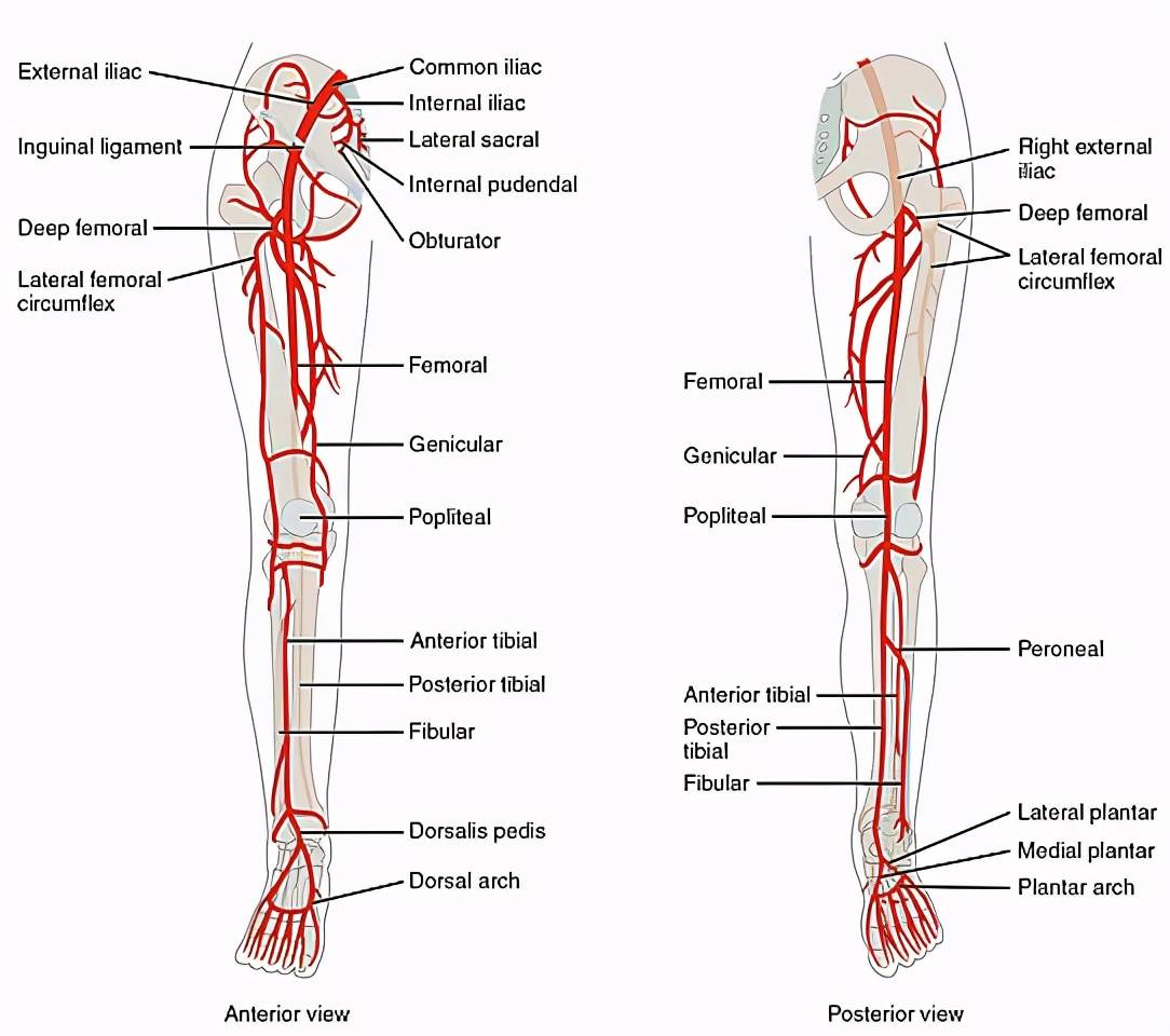 膝关节血管分布图图片