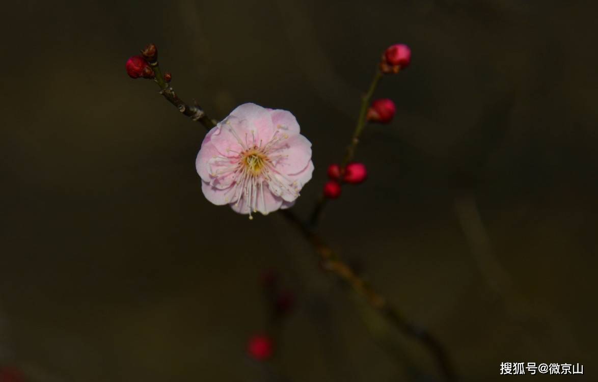 快来赏梅，京山青棚寨的梅花又开了