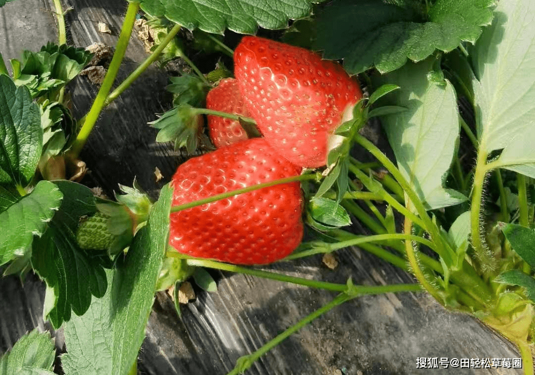磷酸二氢钾怎么用最好 田轻松草莓圈分享磷酸二氢钾的几个黄金搭配 氨基酸