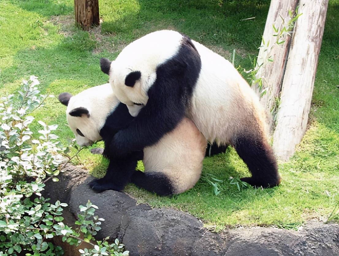 大熊猫的生殖过程图片