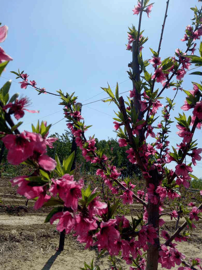 迎春花是什么颜色（迎春花是什么颜色的图片）