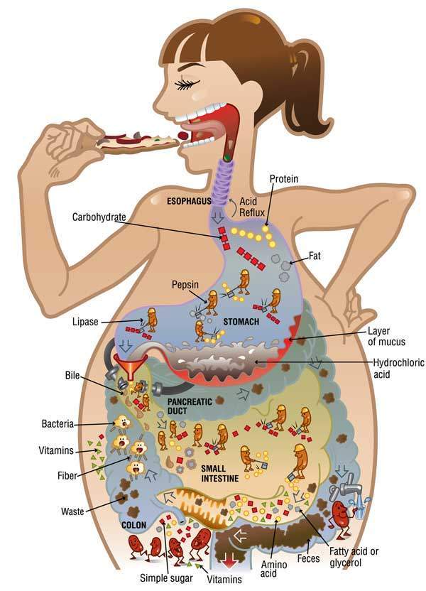 肠道细菌是如何帮助人体维持健康的?一文给你说清楚 
