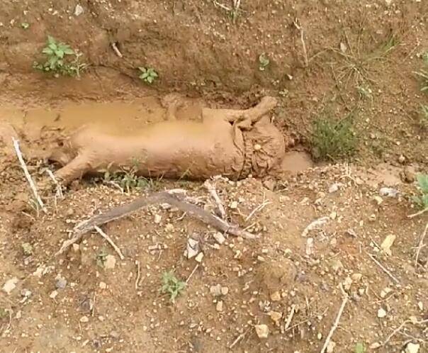 狗狗瘋狂玩泥巴，主人心如死灰，全被附近寵物店拉黑！ 萌趣萌寵 第4张