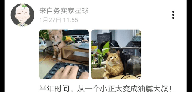 小猫半年前还是个正太 如今变成了油腻大叔 到底是经历了什么 猫咪