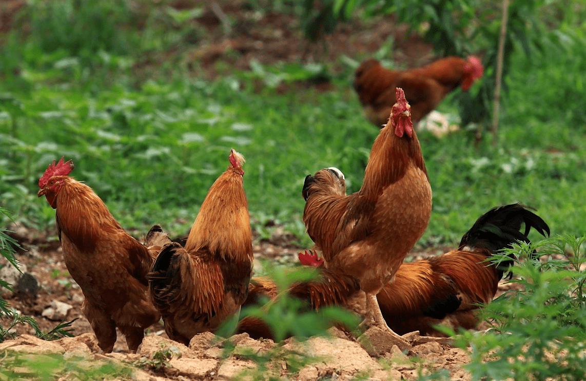 8万在农村建中式庭院还有空地种菜养鸡外出打工2年就能拥有