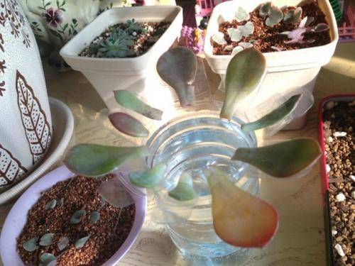 多肉叶插怎么快速生根 7d1ec8ae12754ae5af83507f4a6d4ec5.jpeg