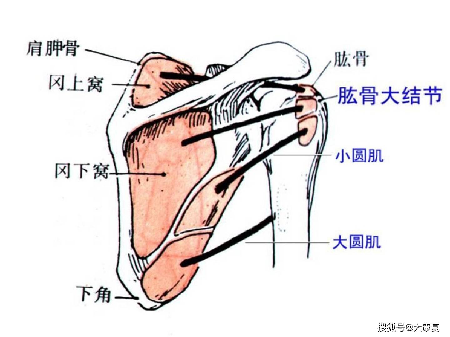 肩袖损伤康复护理