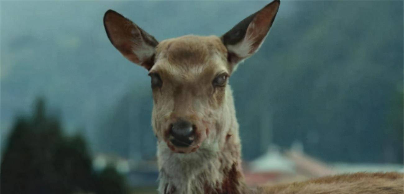 重温《釜山行》发现，病毒的感染源并不是那头鹿，而是不起眼的它