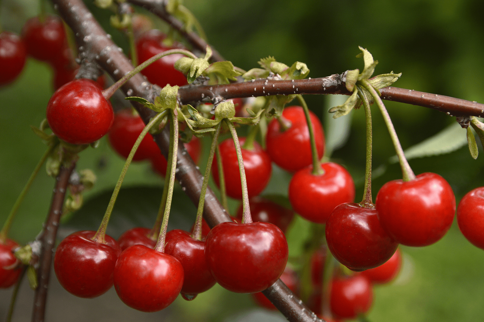 价格飙升220美国大樱桃大涨价车厘子自由在何方