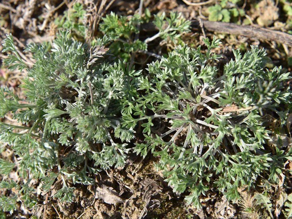 若遇到这种"长满白毛"的草,请你拿个袋子装,二月价值最高_野菜