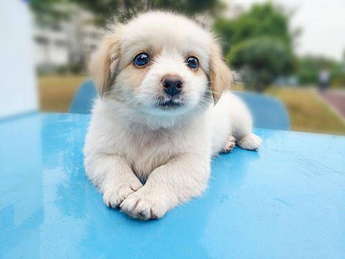 梦境解析,为何梦中家中涌现众多小狗,而现实中从不养宠? 梦境解析,为何梦中家中涌现众多小狗,而现实中从不养宠?